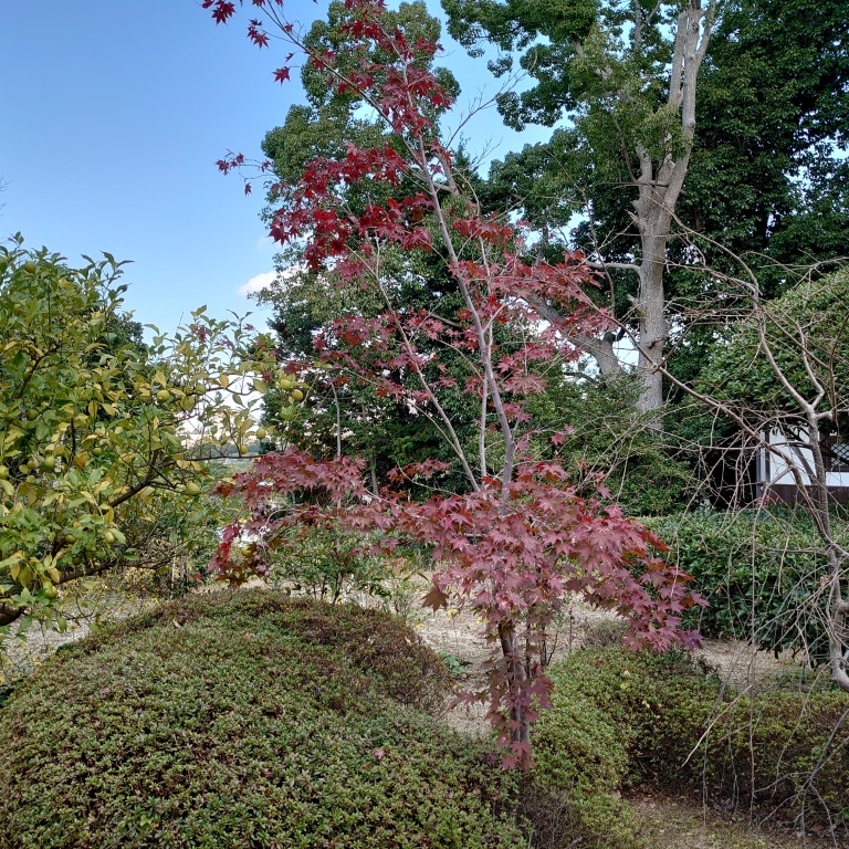 妙見山感應寺の庭園