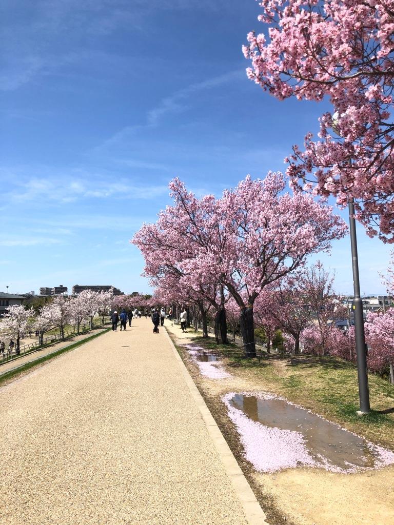 狭山池博物館側の堤防の桜
