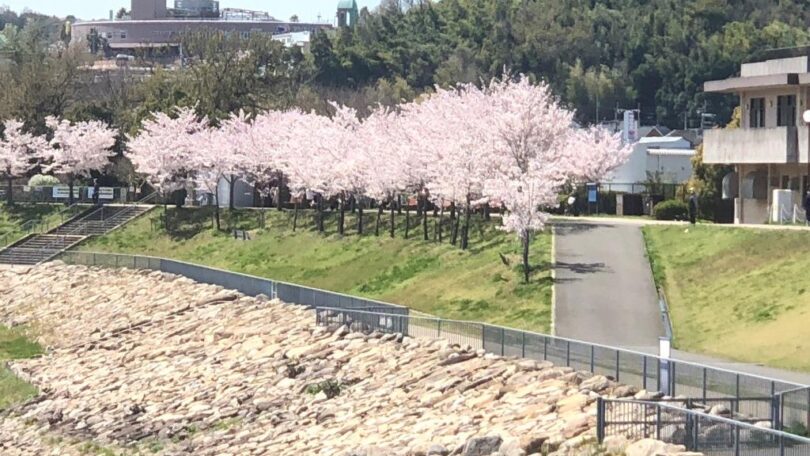 2022年春の狭山池の桜の開花状況です。