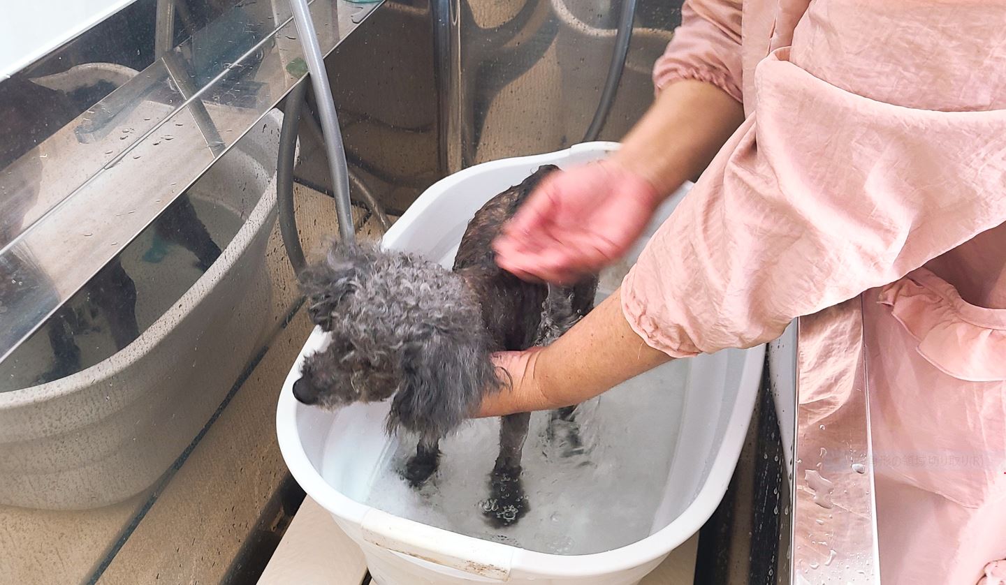 河内長野市にある犬のトリミングサロン「Pono （ポノ）」動物看護師の経験もある30年のベテラントリマーさんがいるお店